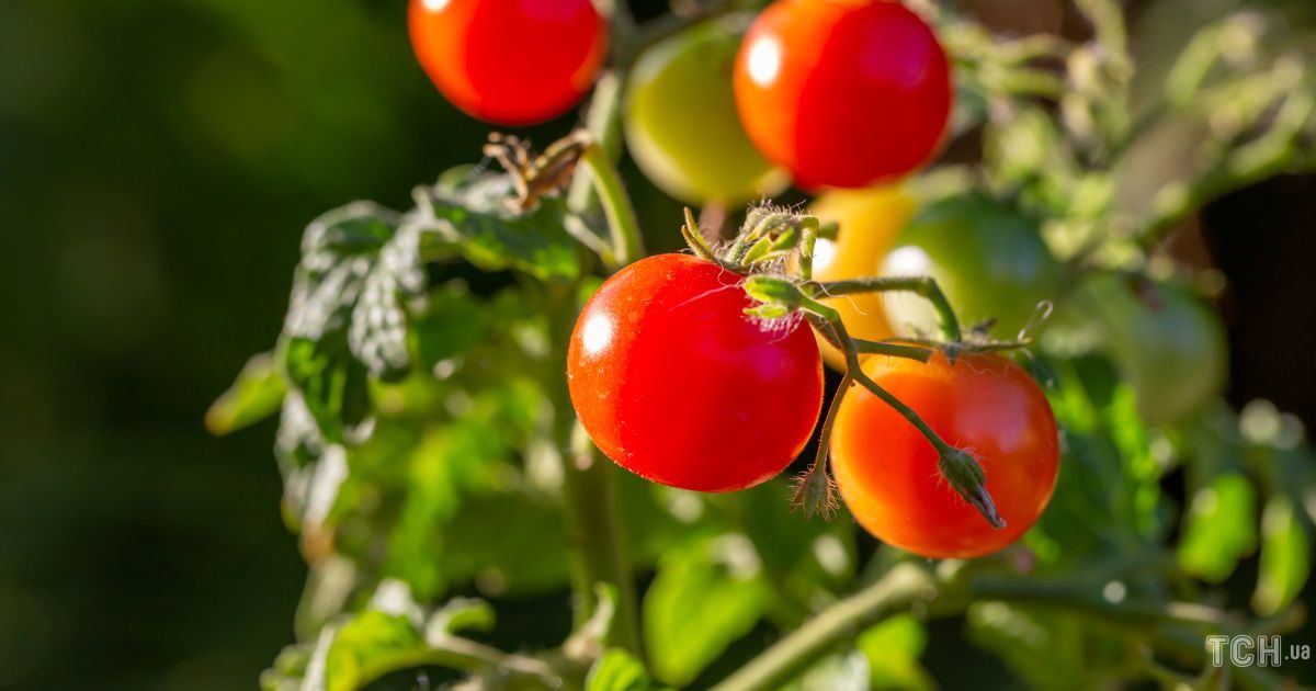 Як визначити хвороби томатів за листям?