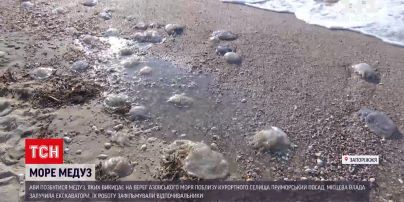 Новости Украины: в курортной Кирилловке пляже пытаются обнести сетками, чтобы защититься от медуз