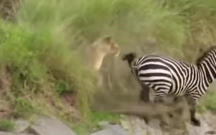 В Кении сняли зебру, которая копытами дала пощечину львицt и спаслась