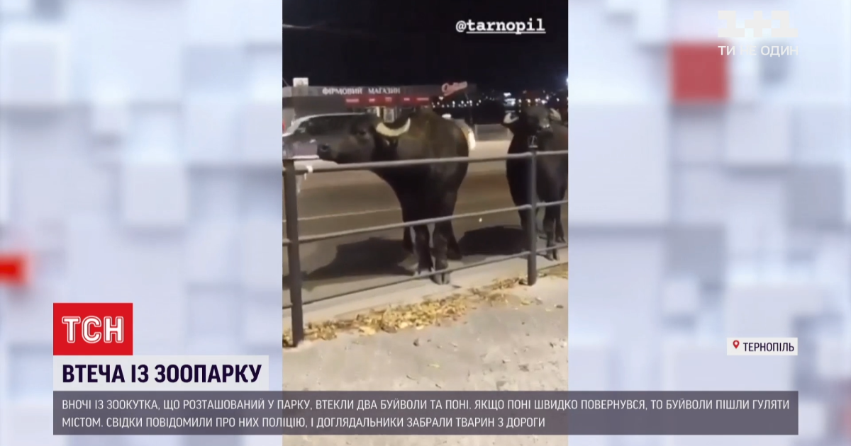 Скріншот відео