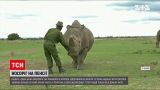 Новости мира: одного из двух белых носорогов, которые остались в природе, отправили на пенсию