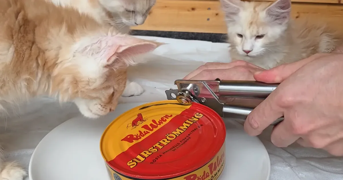 Коти зацікавилися шведським делікатесом