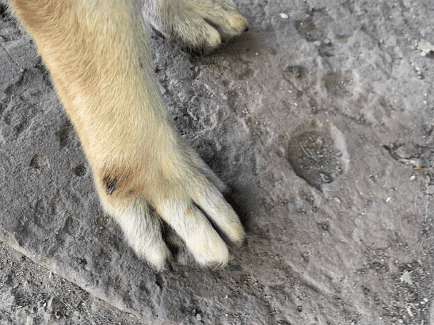 Простреленная лапка / © из соцсетей