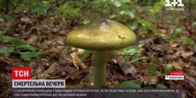 Новости Украины: пятеро детей отравились грибами - какие прогнозы дают врачи