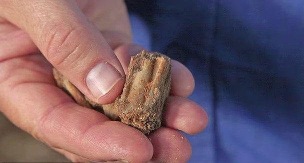 Знахідки вчених в печері в Ізраєлі / © Israel Antiquities Authority