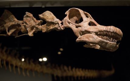 Легкий та маленький: в Аргентині відкрили невідомого броньованого динозавра