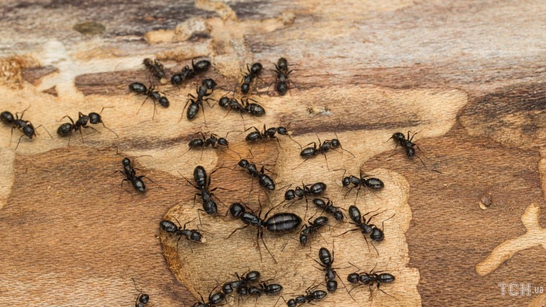 Ризик поселення мурах у домі
