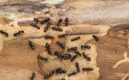 Як позбавитися мурашок на плодових деревах і в ґрунті