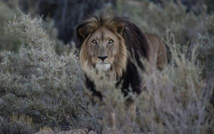 Ученые объявили о сенсационной находке редчайшего вида львов в Эфиопии