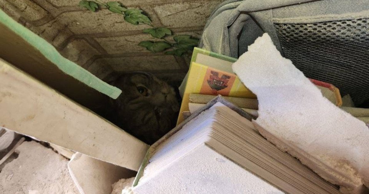 Уламки накрили з головою: історія порятунку кота, який опинився під завалами у Києві