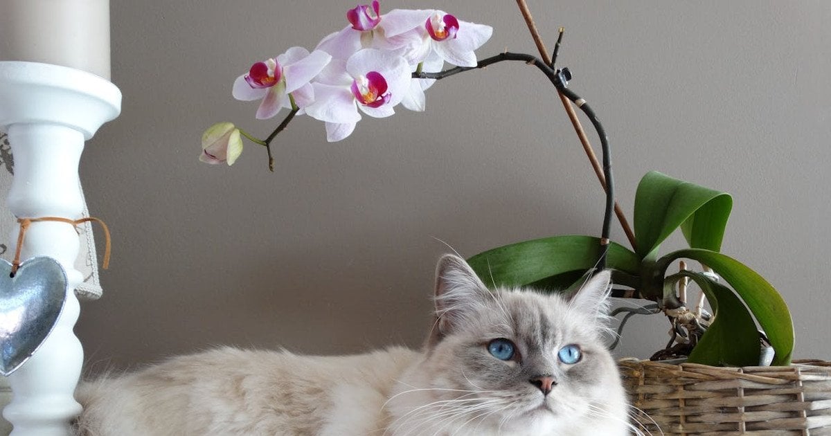 Як пришвидшити цвітіння орхідеї