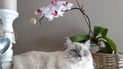 Как ускорить цветение орхидеи