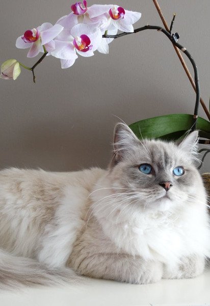 Кот