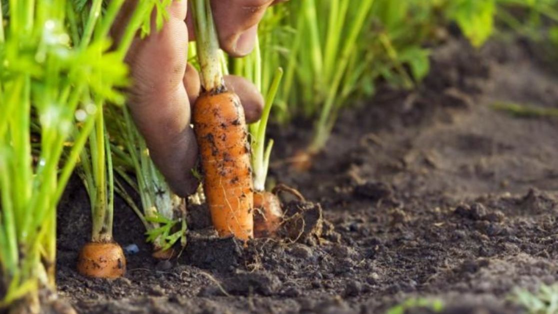 Как посеять морковь, чтобы потом ее не прореживать: шесть проверенныхспособов — Украина
