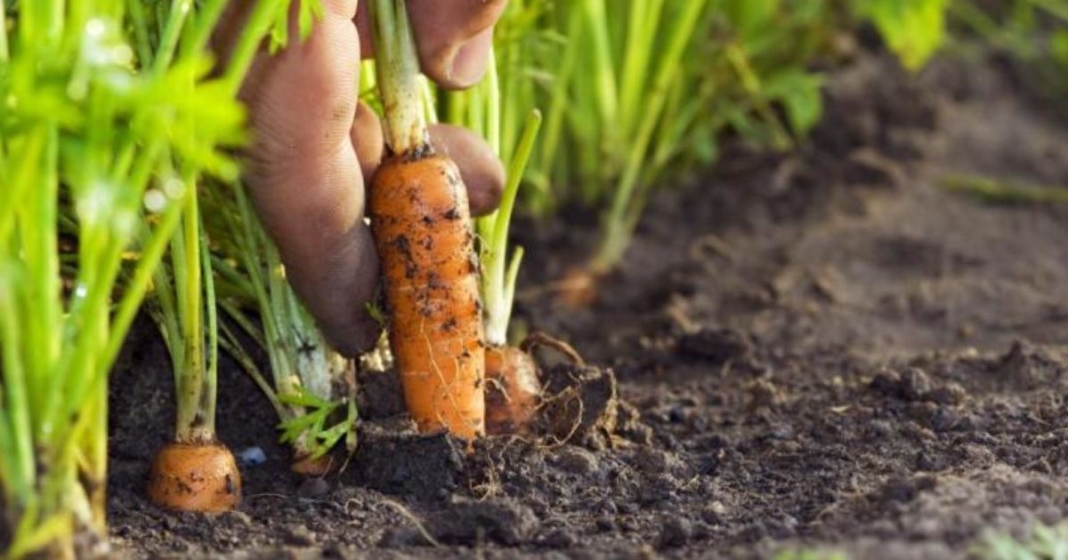 Вибір місця для посадки моркви