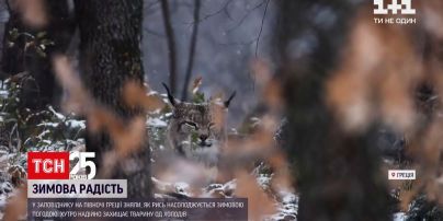 Новини світу: у заповіднику Греції раділа потужній заметілі