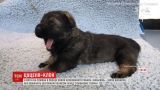 В Китае клонировали полицейскую собаку, которую называют Шерлоком Холмсом