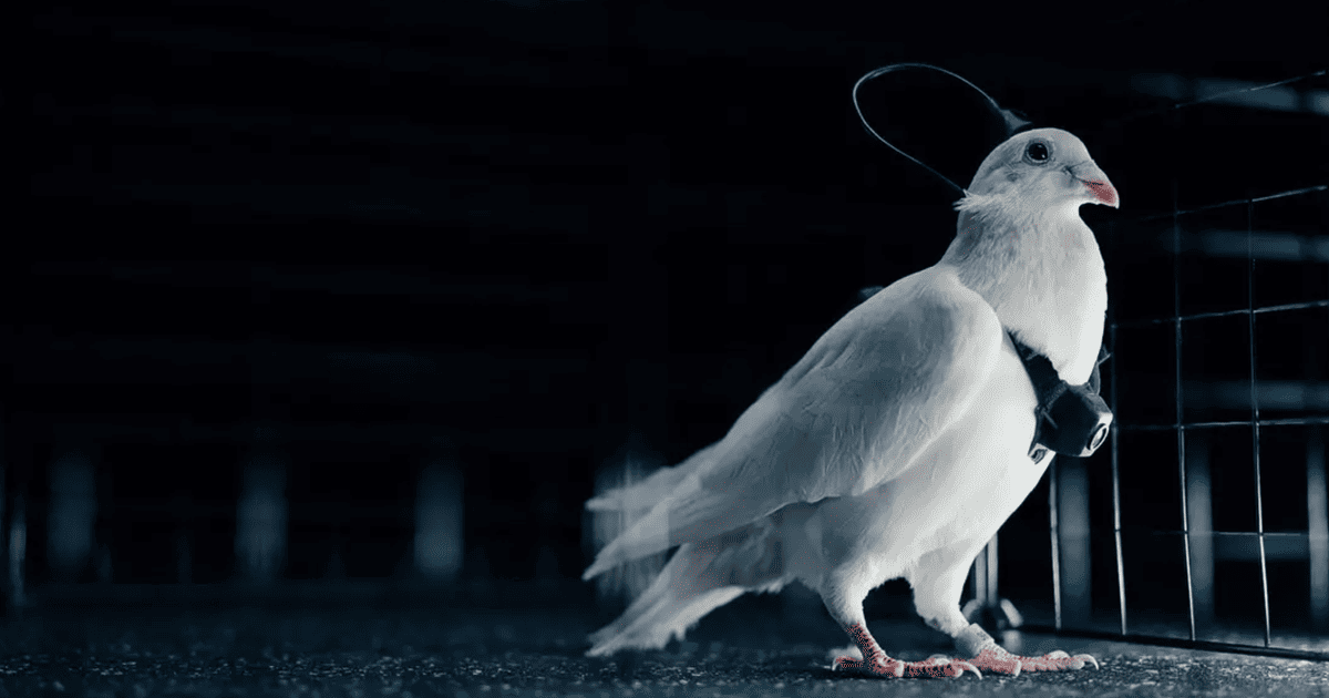 Голуб із пристроєм Neiry