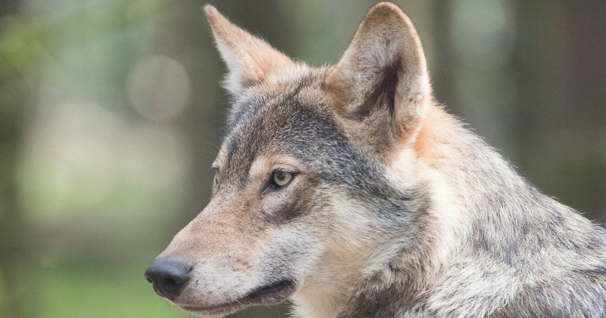 Вовк утік із зоопарку