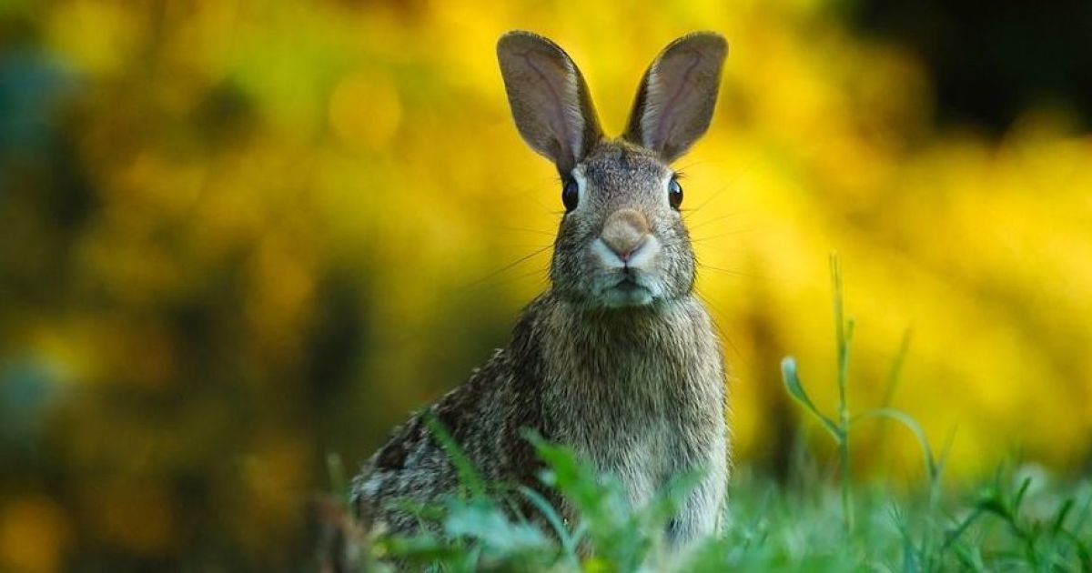 Мисливець стріляв у зайця, а вбив чоловіка
