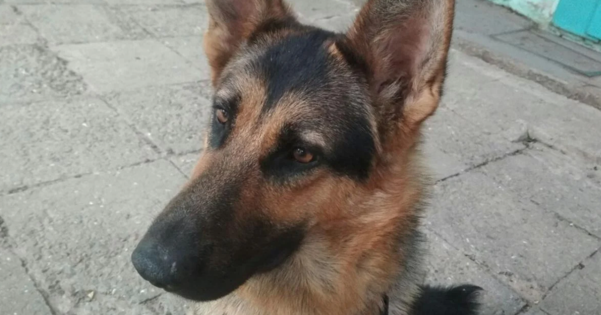 Овчарка Кара, с которой мужчина три дня шел в Одессу пешком.