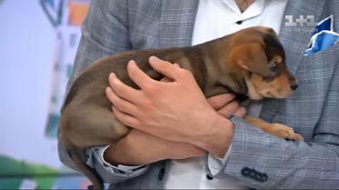 Щенок Нюша ищет заботливых хозяев