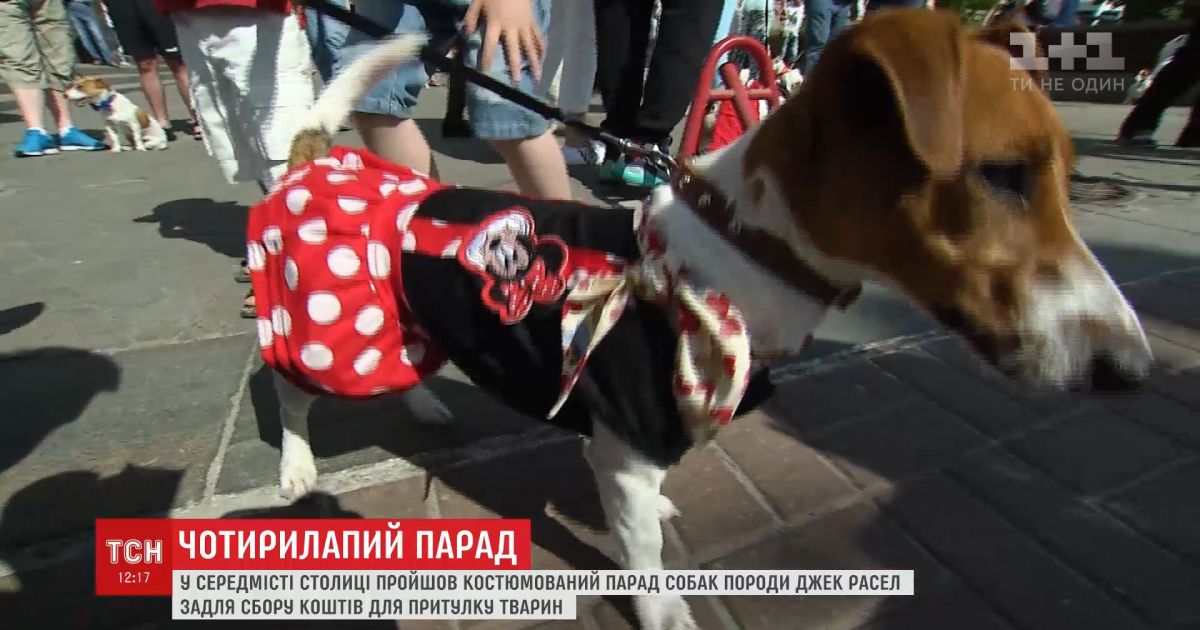 Хрещатиком прогулялись вбрані у карнавальні костюми джек-рассел-тер'єри