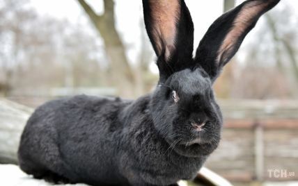 Прыгающие и воинственные символы Нового года: у кроликов из Киевского зоопарка появятся собственные домики