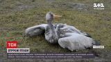 Новости Украины: что грозит заповеднику "Аскания-Нова" из-за гибели более 300 птиц разных видов