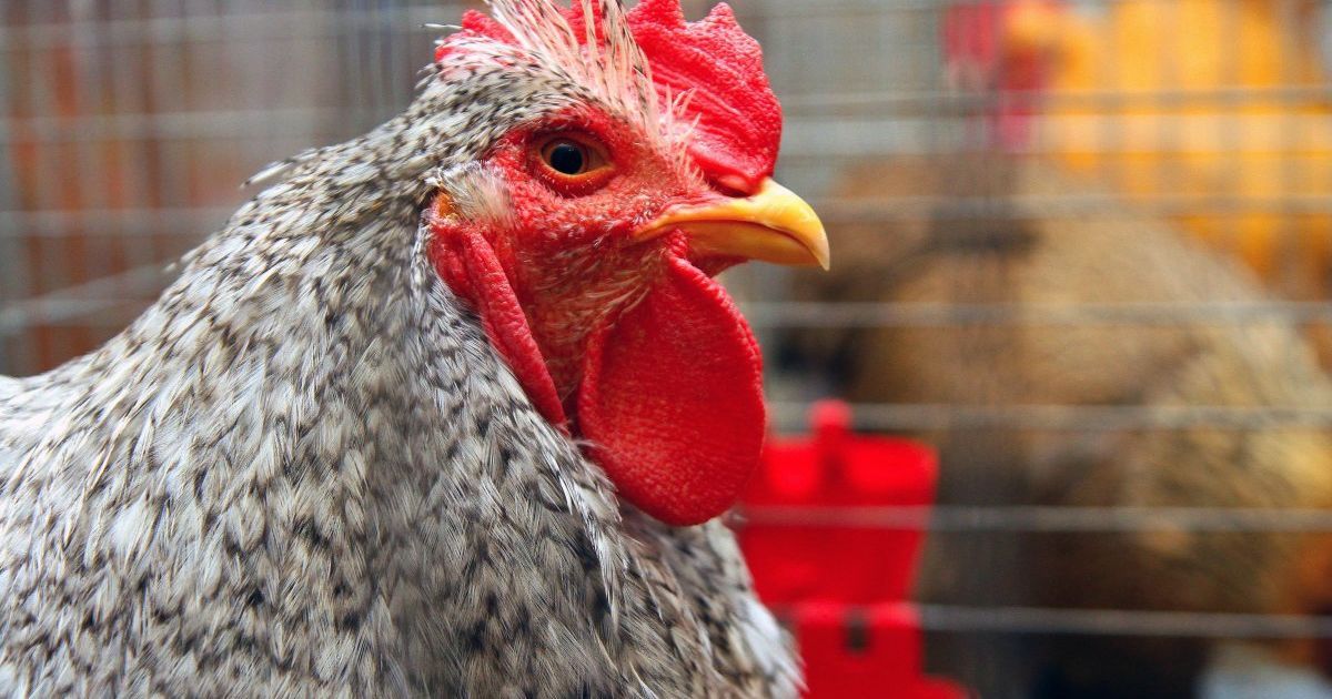 Украина за месяц использовала годовую квоту на беспошлинные поставки мяса птицы в ЕС