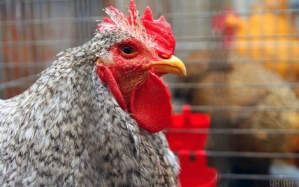 Украина за месяц использовала годовую квоту на беспошлинные поставки мяса птицы в ЕС