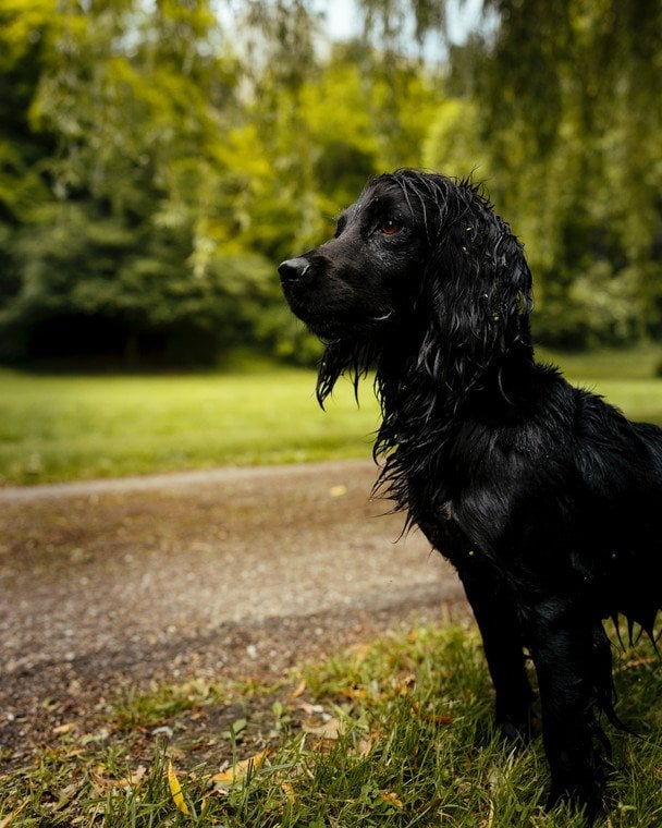 Собака Уельських — Орла / © Instagram принца і принцеси Уельских