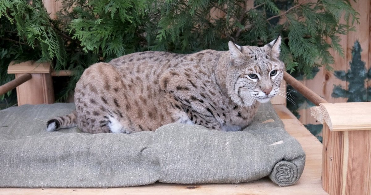 Рись Степан