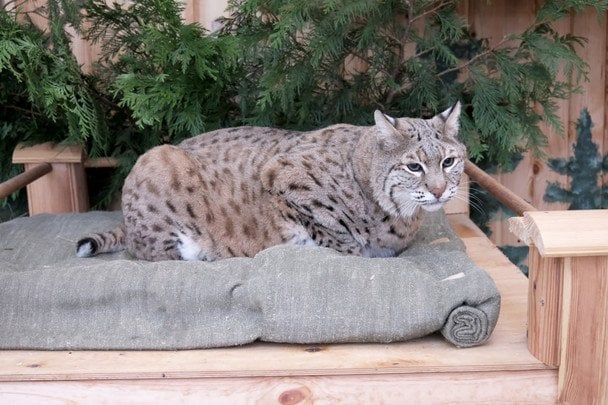 Чому зірка соцмереж рись Степан не може схуднути у Київському зоопарку: фото