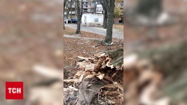В Святошинском районе Киева ветер повалил огромное дерево прямо на жилой дом