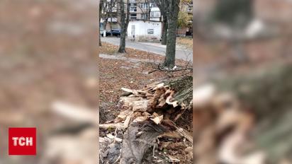 В Святошинском районе Киева ветер повалил огромное дерево прямо на жилой дом