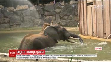 Чтобы слоны легче переносили жару, в зоопарке Вены построили специальный бассейн