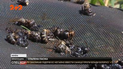 Бджоли згоріли живцем: у Тернопільській області шукають палія, який знищив 700 тисяч бджіл