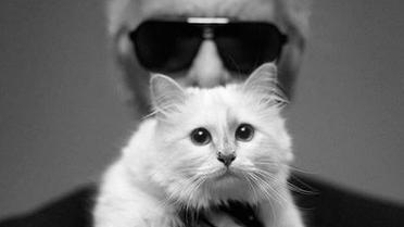 Лагерфельд, кицька_2 / © vk.com/karl_lagerfeld