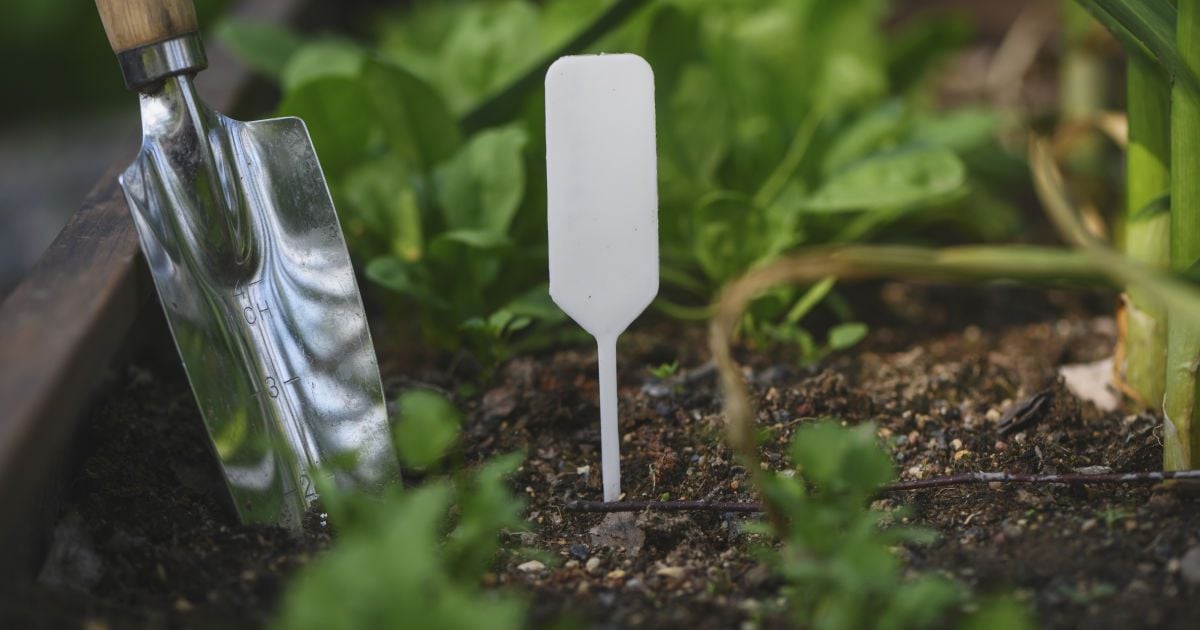 Які культури посадити між рядками