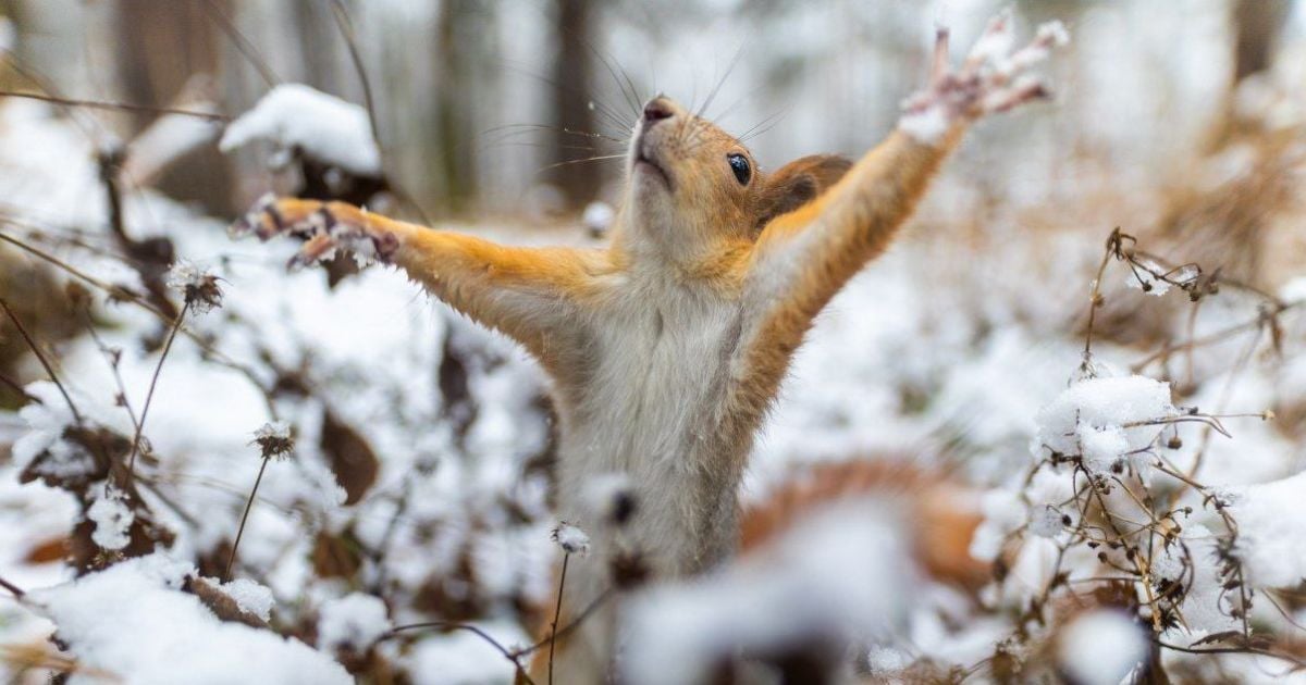 Артистическая съемка и массовая драка: как в Петербурге и Москве борются со снегом