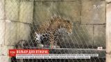 Ограждение для беглеца: в американском зоопарке представили новый вольер для ягуара