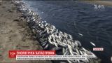 В Запорожье берега Молочного Лимана покрыло тоннами мертвой рыбы