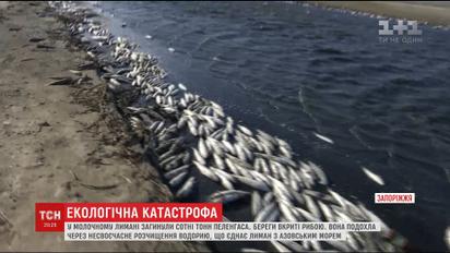 У Запоріжжі береги Молочного Лиману вкрило тоннами мертвої риби