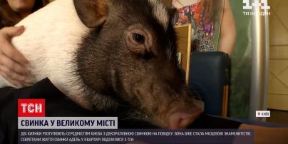 Новини України: вулицями столиці розгулює свинка на повідцю