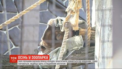 Одеяла для орангутангов и сено для сурков: как в зоопарке под Киевом готовятся к осени