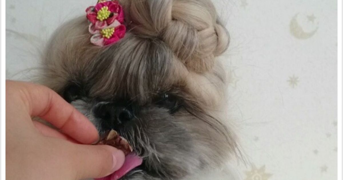 песик, instagram