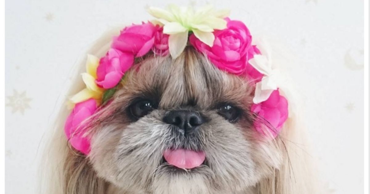 песик, instagram