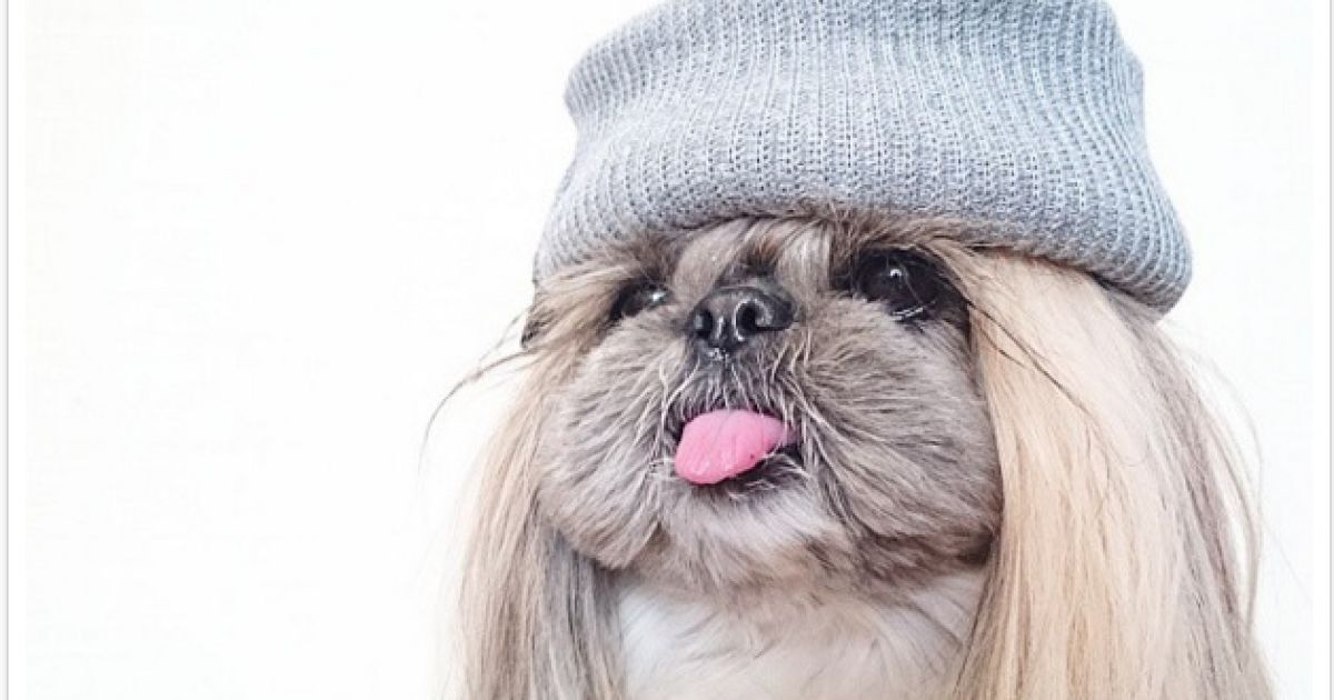 песик, instagram / © instagram.com/moem_n/
