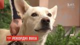 В Украине зафиксировали рекорд самых длинных собачьих ушей среди метисов